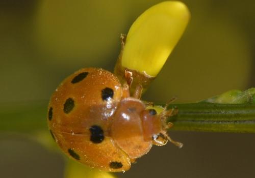 Henosepilachna argus